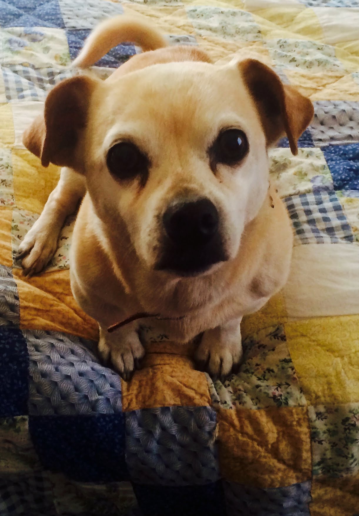 how-to-find-a-good-pet-sitter-elaine-s-pet-concierge-service